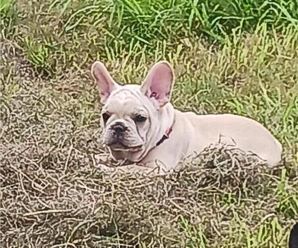 Medium Photo #2 French Bulldog Puppy For Sale in TERRELL, TX, USA