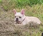 Small #1 French Bulldog