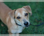 Small #7 Dachshund Mix