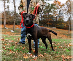 American Pit Bull Terrier-Unknown Mix Dogs for adoption in Sparta, TN, USA