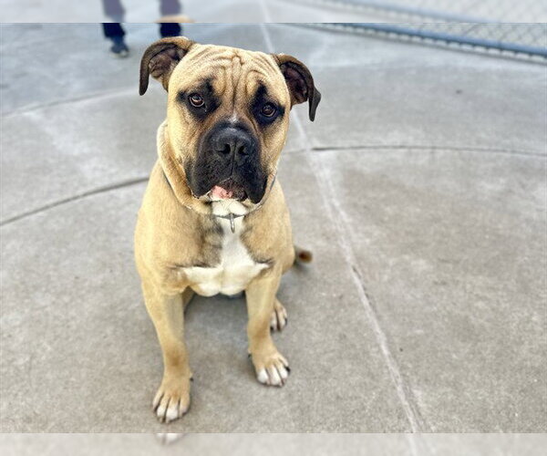 Medium Photo #1 Mastiff Puppy For Sale in Martinez, CA, USA