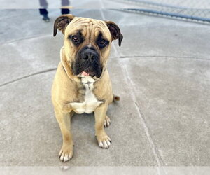 Mastiff Dogs for adoption in Martinez, CA, USA