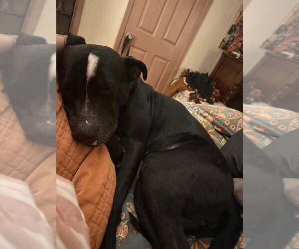 Medium Photo #8 Mutt Puppy For Sale in Abbeville, LA, USA