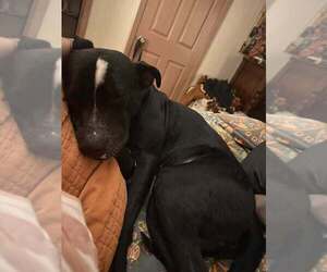 Oliver - Male Mutt Dog for Adoption - Photo #8