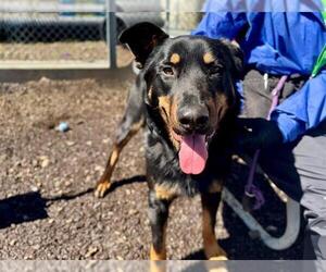 Rottweiler-Unknown Mix Dogs for adoption in Santa Rosa, CA, USA