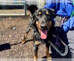 Small Rottweiler Mix