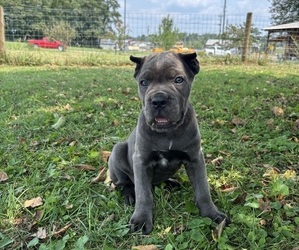 Cane Corso Puppy for sale in CLARKRANGE, TN, USA