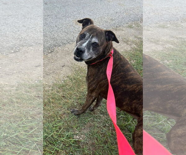 Medium Photo #3 Mutt Puppy For Sale in Oakhurst, NJ, USA