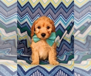 Cavachon-Poodle (Miniature) Mix Puppy for sale in AIRVILLE, PA, USA