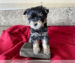 Small Photo #4 Yorkshire Terrier Puppy For Sale in COLORADO SPGS, CO, USA