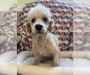 Ava Aug 26 - Female Poodle (Miniature) Dog for Adoption - Photo #4