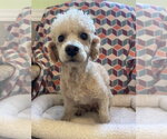 Small #3 Poodle (Miniature)