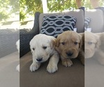Small #2 Golden Retriever