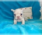 Small #10 French Bulldog