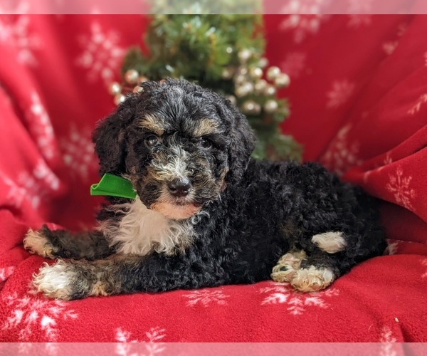Medium Photo #4 Bernedoodle-Poodle (Standard) Mix Puppy For Sale in COCHRANVILLE, PA, USA