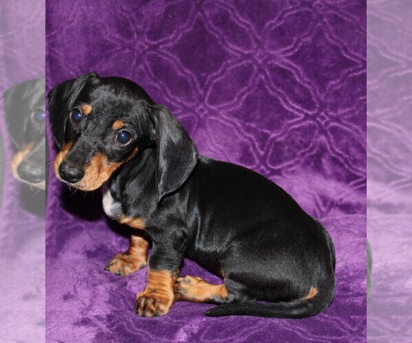 Medium Photo #2 Dachshund Puppy For Sale in BLOOMINGTON, IN, USA