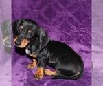 Small Photo #2 Dachshund Puppy For Sale in BLOOMINGTON, IN, USA