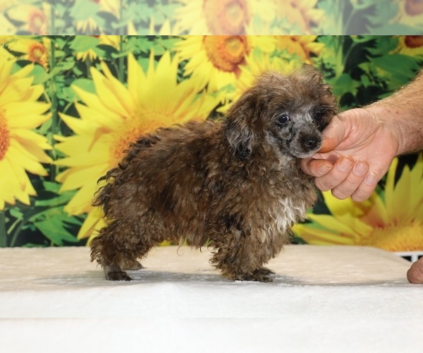 Medium Photo #6 Poodle (Toy) Puppy For Sale in DYERSBURG, TN, USA