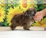 Spirit - Male Poodle (Toy) Puppy for Sale - Photo #6