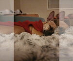 Small Photo #7 Chiweenie Puppy For Sale in Chandler, AZ, USA