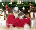 Small #17 Shih Tzu
