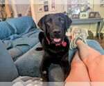 Small #2 Labrador Retriever