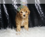 Small Photo #37 Poodle (Toy) Puppy For Sale in WARSAW, IN, USA