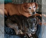 Small Photo #15 Coonhound-Plott Hound Mix Puppy For Sale in Wakefield, RI, USA