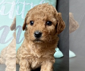 Cavapoo (Miniature) Puppy for Sale in WAUSEON, Ohio USA