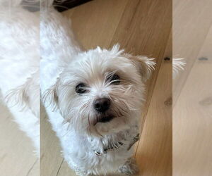 Maltese Dogs for adoption in Arlington, VA, USA