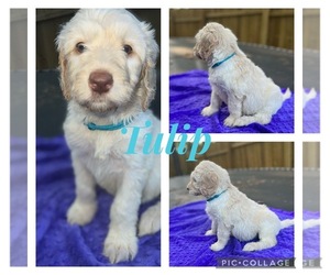 Labradoodle-Poodle (Standard) Mix Puppy for sale in RIO, LA, USA