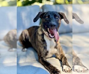 Mutt Dogs for adoption in W Hollywood, CA, USA