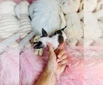 Small #1 Chihuahua