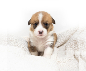 Pembroke Welsh Corgi Puppy for sale in VANCOUVER, WA, USA