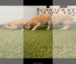 Small #7 Goldendoodle