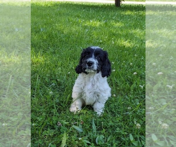 Medium Photo #3 Cockapoo-Poodle (Miniature) Mix Puppy For Sale in SALEM, MO, USA