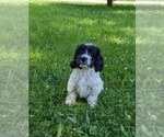 Small #2 Cockapoo-Poodle (Miniature) Mix