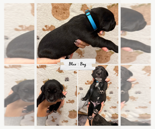 Medium Photo #1 Dalmatian-Labrador Retriever Mix Puppy For Sale in ANTIOCH, CA, USA