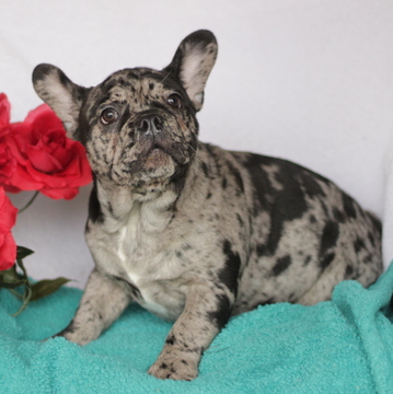 Medium Photo #1 French Bulldog Puppy For Sale in GAP, PA, USA