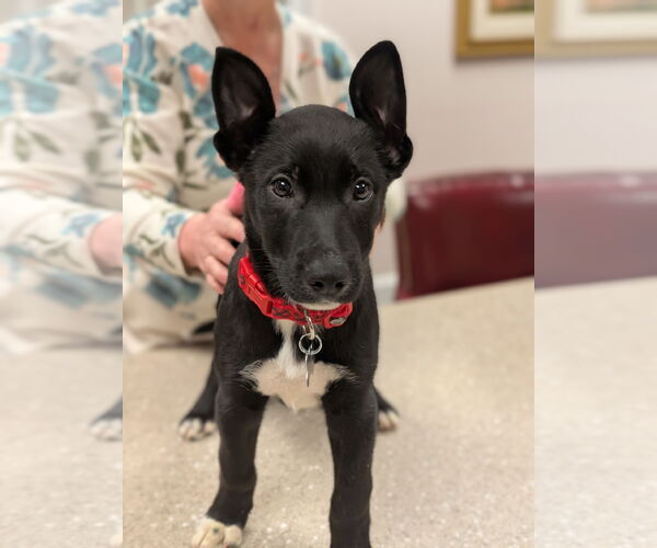 Medium Photo #1 Mutt Puppy For Sale in Holly Springs, NC, USA