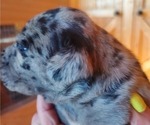 Small #2 Catahoula Leopard Dog