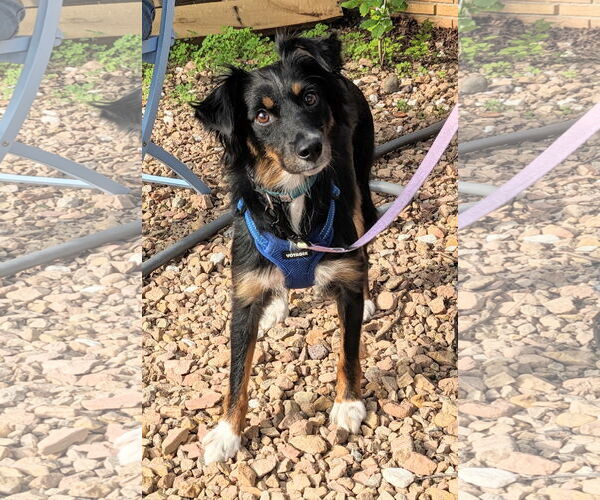 Medium Photo #6 Australian Shepherd Puppy For Sale in St. Louis Park, MN, USA