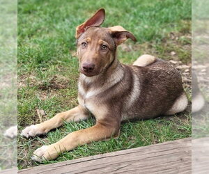 German Shepherd Dog-Unknown Mix Dogs for adoption in Minneapolis, MN, USA