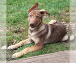 Sage - Female German Shepherd Dog-Unknown Mix Dog for Adoption - Small photo