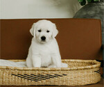 Puppy bingo English Cream Golden Retriever