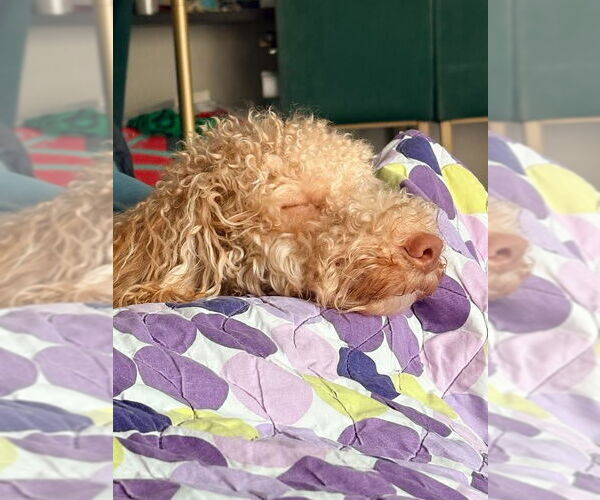 Medium Photo #3 Golden Retriever-Unknown Mix Puppy For Sale in Minneapolis, MN, USA