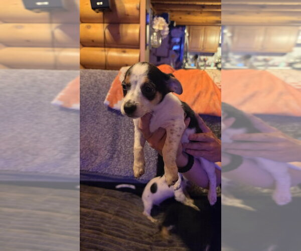 Medium Photo #2 Chihuahua-Unknown Mix Puppy For Sale in Aurora, IN, USA