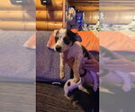 Small #1 Chihuahua Mix