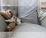 Small #6 Cavalier King Charles Spaniel