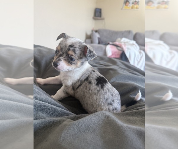 Medium Photo #15 Chihuahua Puppy For Sale in MARCUS, IA, USA